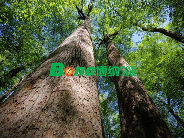 2018年木材資源進(jìn)一步緊缺，運動木地